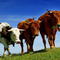 Декларация о негативном воздействии на окружающую среду для разведения скота